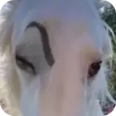 استیکر