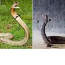 स्टिकर