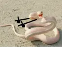स्टिकर