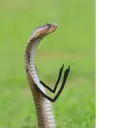 स्टिकर