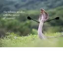 स्टिकर