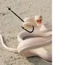 स्टिकर
