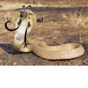 स्टिकर