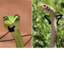 स्टिकर