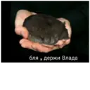 Límmiði