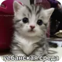 Стикер