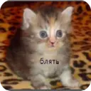 Стикер