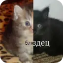 Стикер