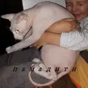 Стикер