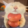 Adhesiu