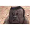 Stika