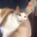 Stika