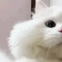 Nhãn dán