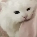 Nhãn dán