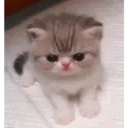 Nhãn dán