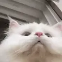 Nhãn dán
