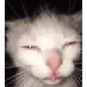ملصق