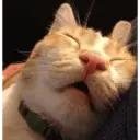ملصق