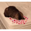 스티커