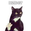 Стикер