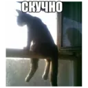 Стикер
