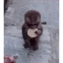 Çıkartma