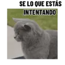 Stika