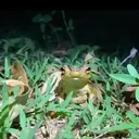 สติกเกอร์