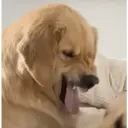 스티커