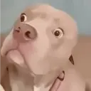 스티커