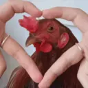 Налепница