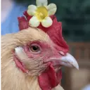 Налепница