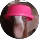 Adhesiu