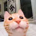 Adhesiu