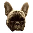 Adhesiu