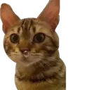 Naklejka