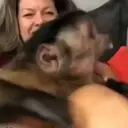 Pelekat