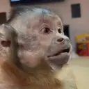 Pelekat