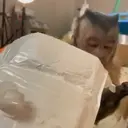 Pelekat