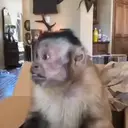 Pelekat
