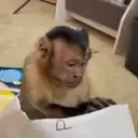 Pelekat