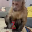 Pelekat
