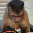 Pelekat