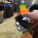 Pelekat