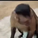 Pelekat
