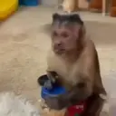 Pelekat