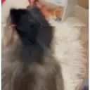 Pelekat