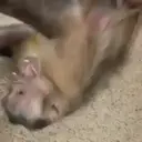 Pelekat