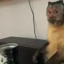 Pelekat