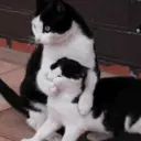 Çıkartma